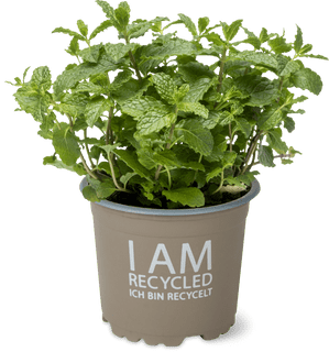 Bio Menthe poivrée en pot