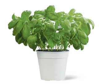 Basilico vaso