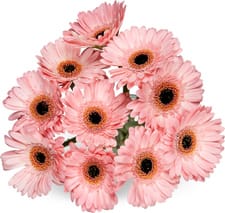 Germini, le bouquet de 10