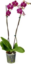Orchidee 12cm