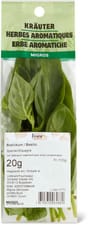 Basilic