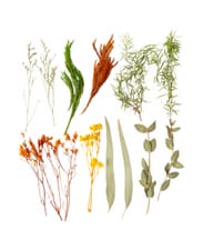 Set de fleurs séchée prairie maigre