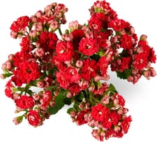 M-Classic, le bouquet de 3
