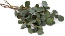 M-Classic eucalpytus populus
