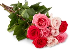 Fairtrade roses nobles trio 9 pièces, 60cm
