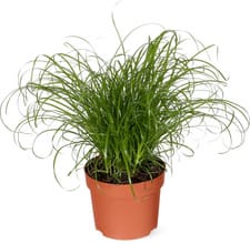Cyperus zumula 12cm