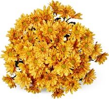 Chrysanthèmes Reagan, le bouquet de 7