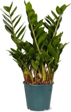 Plante verte