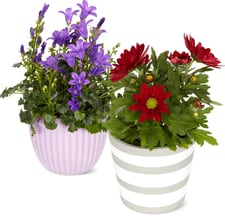Miniplantes à fleurs cache-pot 6 cm
