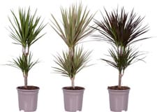 Dracaena Ø17cm