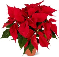 Etoile de Noël