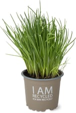 Migros Bio ciboulette en pot