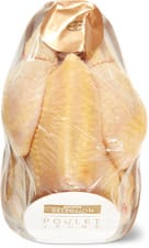 Sélection Poulet jaune Marensin