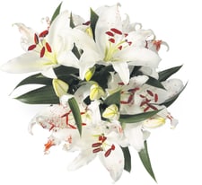Lys M-Classic Oriental, le bouquet de 5