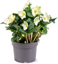 M-Classic Helleborus 17cm