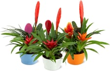 M-Classic plante fleurie 16cm