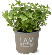 Migros Bio menthe pot