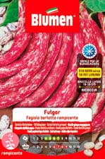 Haricot à rames BORLOTTI FULGOR