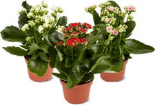 Kalanchoe 10cm Mix