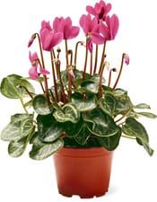 Cyclamen