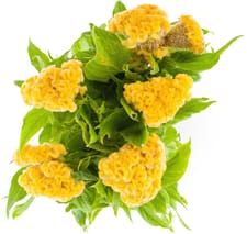 Fleurs de saison 2 DLR