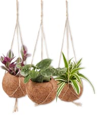 Kokodama 12 cm plante de suspension