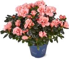 Azalea Christine 12cm