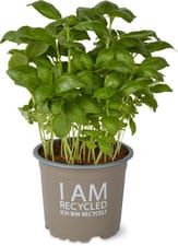 Migros Bio basilic en pot
