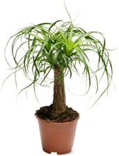 M-Classic Beaucarnea 14cm