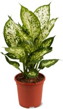 Plantes vertes
