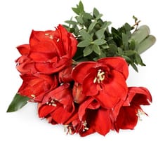 MClass Amaryllis 3pz