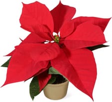 Etoile de Noël