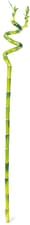 Lucky bamboo spirale