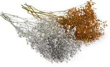 M-Classic gypsophila trend