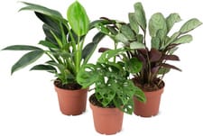 Plantes vertes Mix 12cm