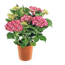M-Classic Hortensias 14cm