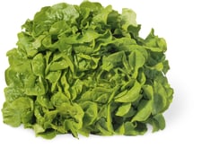 Bio Foglia quercia verde