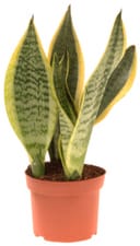 Sansevieria Laurentii
