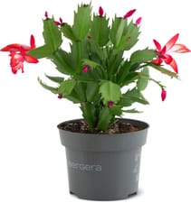 Cactus de noël