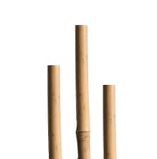 Tuteurs bambous 210 cm