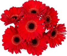 Gerbera M-Classic, le bouquet de 7
