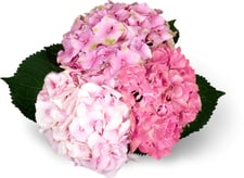 Hortensias
