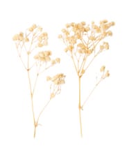 Gypsophila séché blanchi