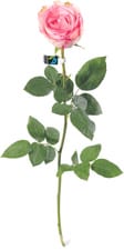 Fairtrade rose pièce esperance 60cm