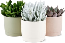Cactées et plantes grasses en cache-pot
