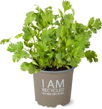 Bio pot coriandre