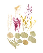 Set de fleurs séchée prato estivo