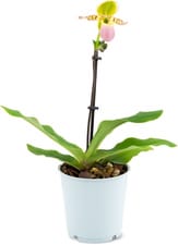 Premium Orchidee