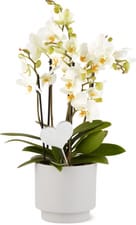 Premium Orchidee
