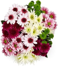 Chrysanthèmes ton sur ton M-Classic